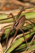 Dotted Wolf Spider