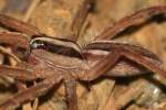 Dotted Wolf Spider