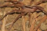 Dotted Wolf Spider