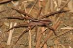 Dotted Wolf Spider