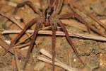 Dotted Wolf Spider