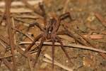 Dotted Wolf Spider