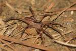 Dotted Wolf Spider