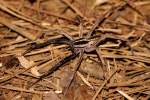 Rabid Wolf Spider