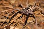 Rabid Wolf Spider