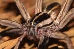 Rabid Wolf Spider