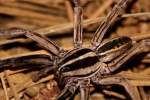 Rabid Wolf Spider