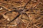 Rabid Wolf Spider