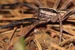 Rabid Wolf Spider