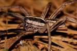 Rabid Wolf Spider