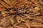 Rabid Wolf Spider