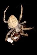 Barn Spider