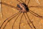 Harvestman