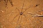 Harvestman