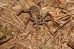 Carolina Wolf Spider