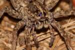 Carolina Wolf Spider