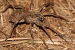 Carolina Wolf Spider