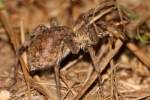 Carolina Wolf Spider