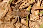 Carolina Wolf Spider