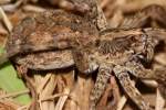 Carolina Wolf Spider