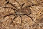 Carolina Wolf Spider