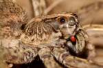 Carolina Wolf Spider