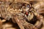 Carolina Wolf Spider