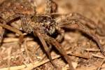 Carolina Wolf Spider