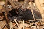 Carolina Wolf Spider