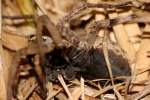 Carolina Wolf Spider