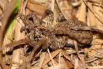 Carolina Wolf Spider