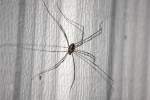 Harvestman