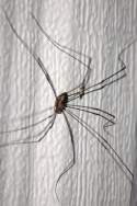 Harvestman