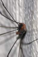 Harvestman