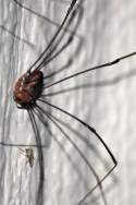 Harvestman