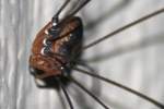 Harvestman