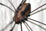 Harvestman