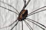 Harvestman