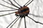 Harvestman