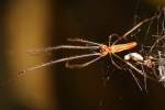 Longjawed Orb Weaver Spider