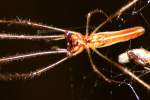 Longjawed Orb Weaver Spider