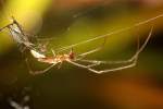 Longjawed Orb Weaver Spider