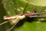 Longjawed Orb Weaver Spider