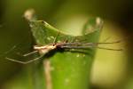 Longjawed Orb Weaver Spider