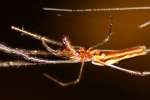 Longjawed Orb Weaver Spider