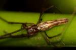 Longjawed Orb Weaver Spider