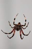 Barn Spider