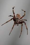 Barn Spider