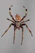 Barn Spider