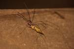 Harvestman